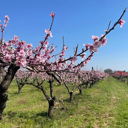 Agriturismo Corte Vecia Alloggio della Corte-3